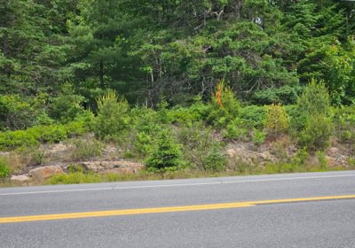 Property corner along Route 1 near cell tower