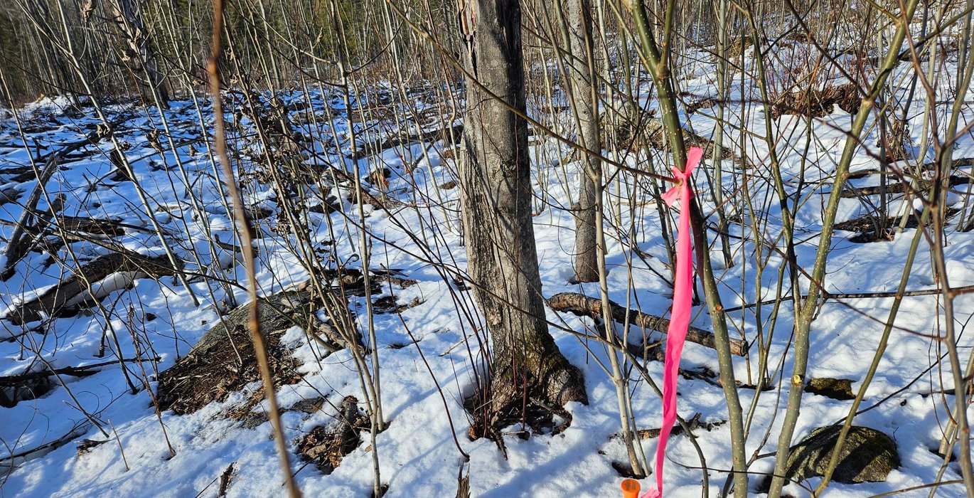 Property corner pin north line west side of High St 2