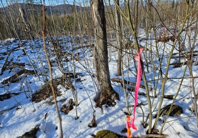 Property corner pin north line west side of High St 2