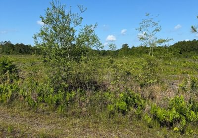 Raiford 241 acres 2