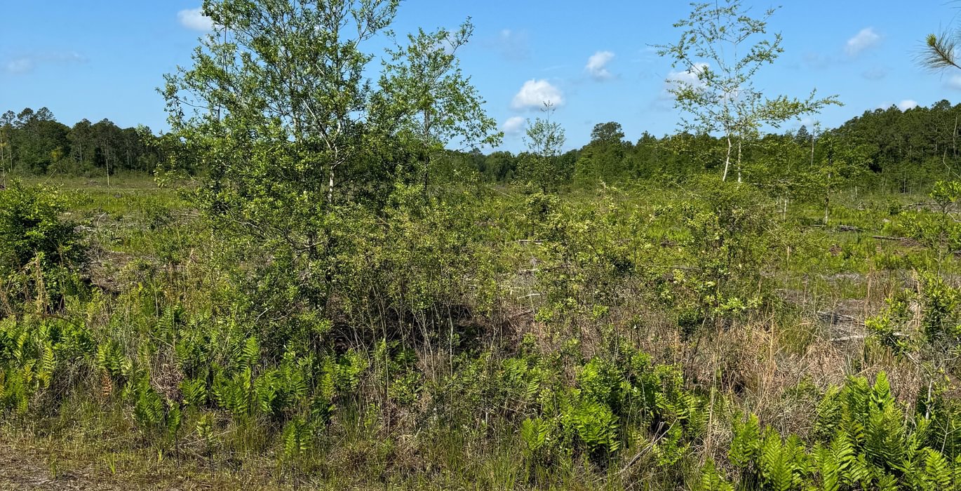 Raiford 241 acres 2