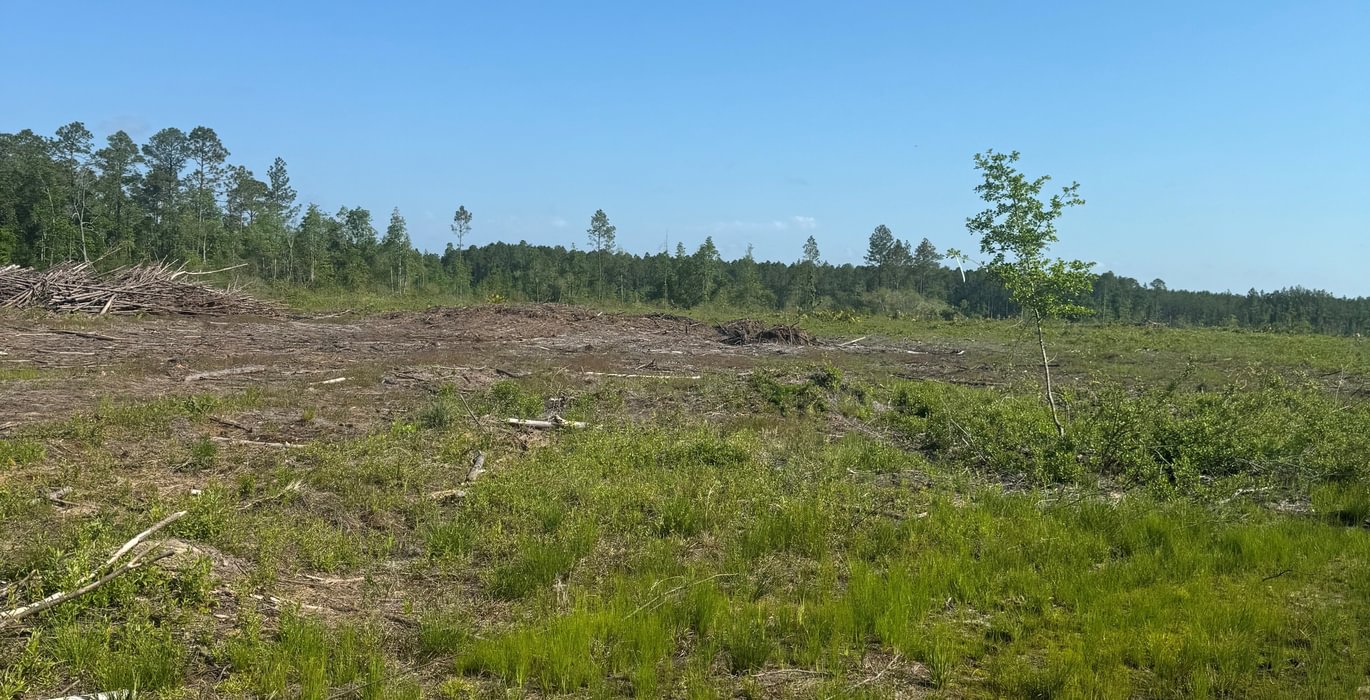 Raiford 241 acres CR229