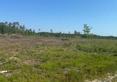 Raiford 241 acres CR229