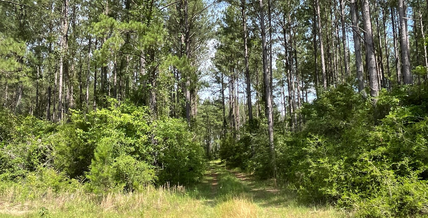 Road entering pines