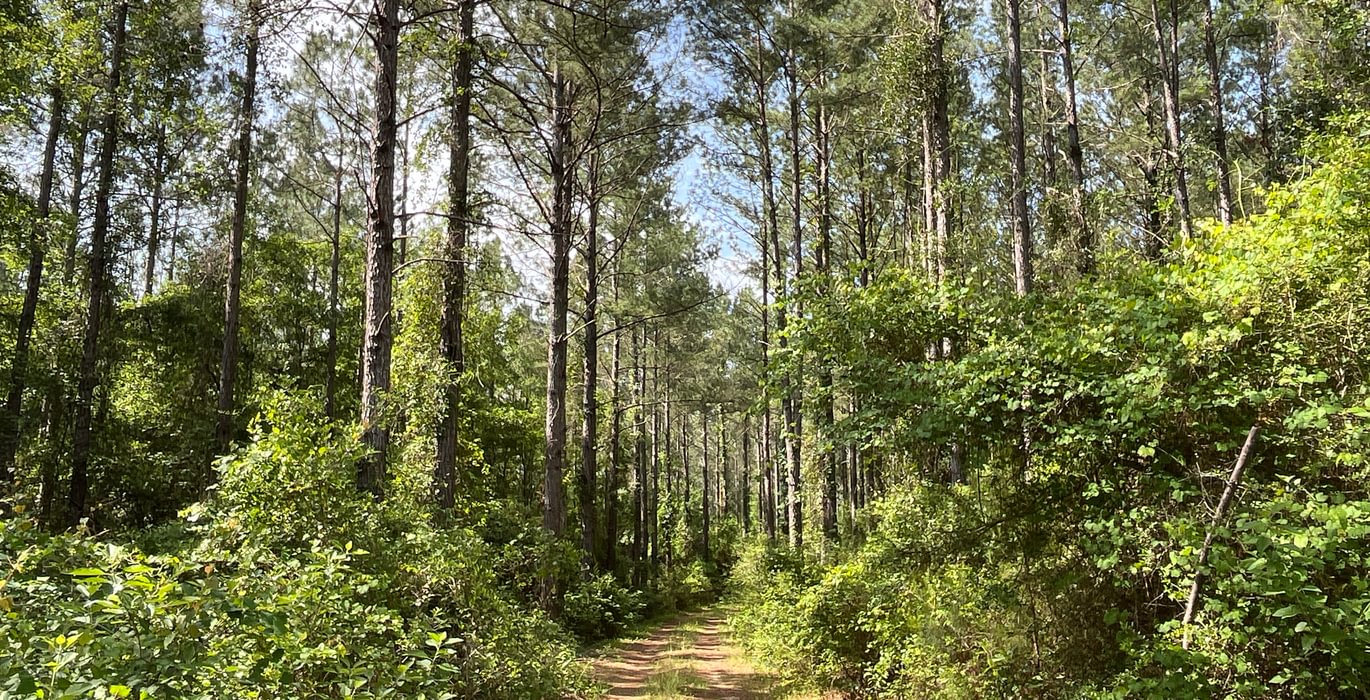 Road in the pines