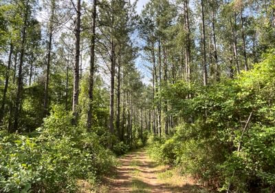 Road in the pines