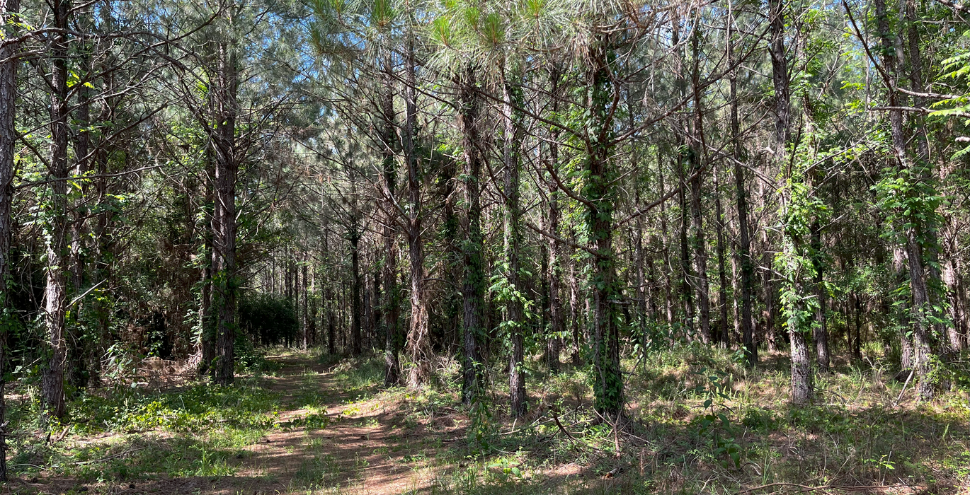 Road into the pines