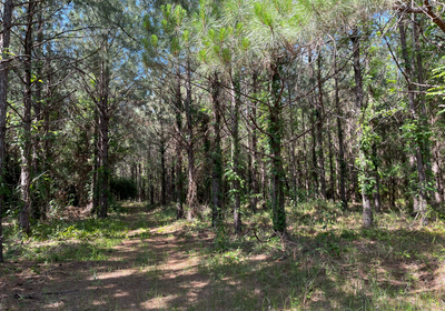 Road into the pines