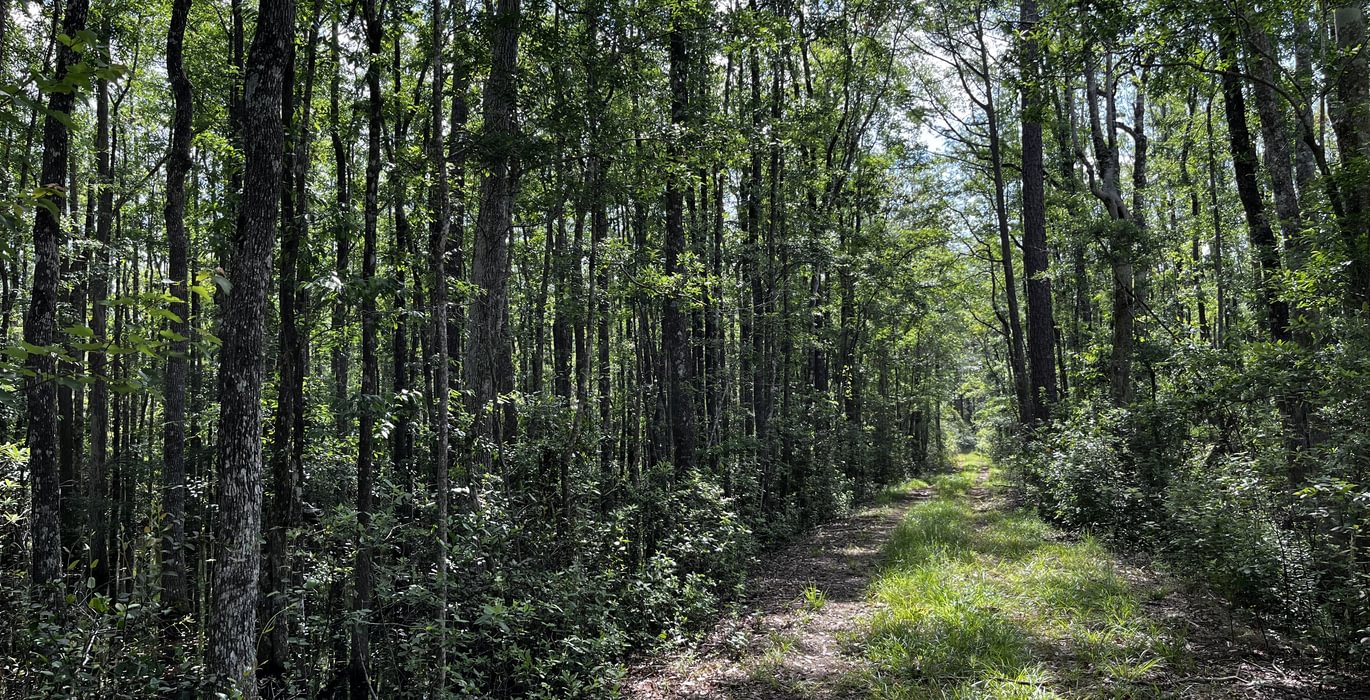 Road through creek bottom