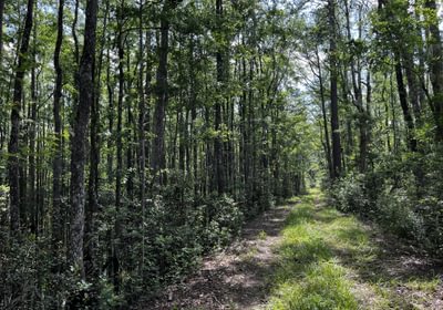 Road through creek bottom