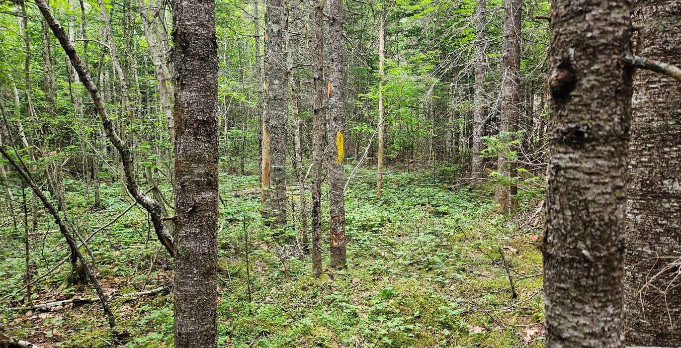 Route 1 lot boundary line