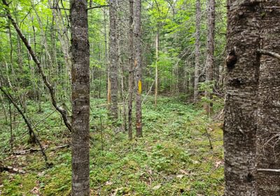 Route 1 lot boundary line