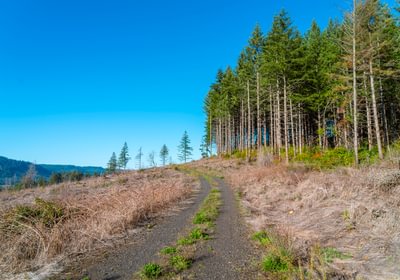 Santiam Pioneer 4