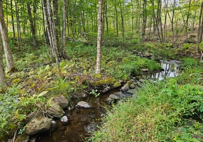 Stream from Howes pond 2