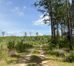 Stroll through the country