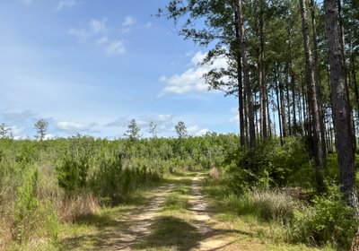 Stroll through the country