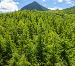 Sugar Loaf 6