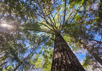 Tree 2