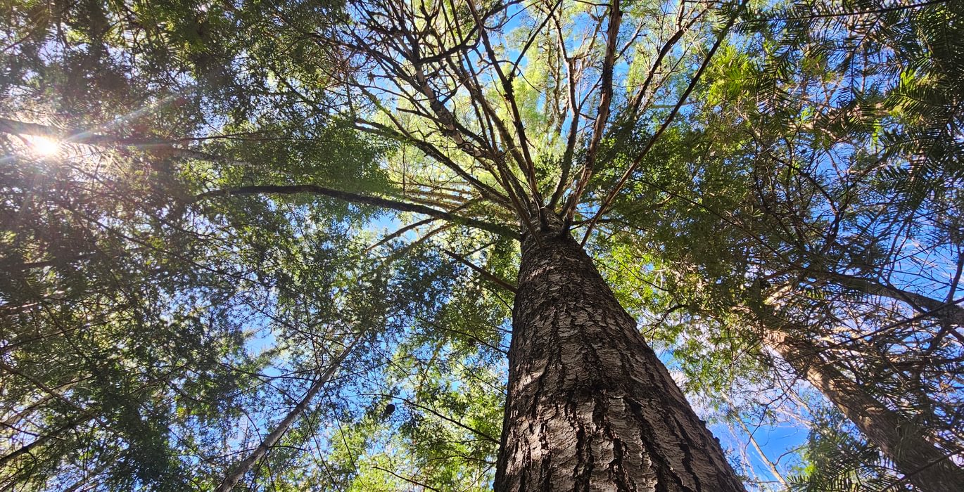 Tree 2