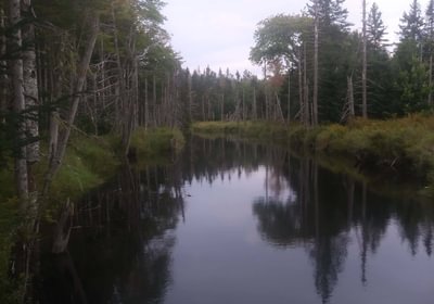 Whitten Parritt Stream 2
