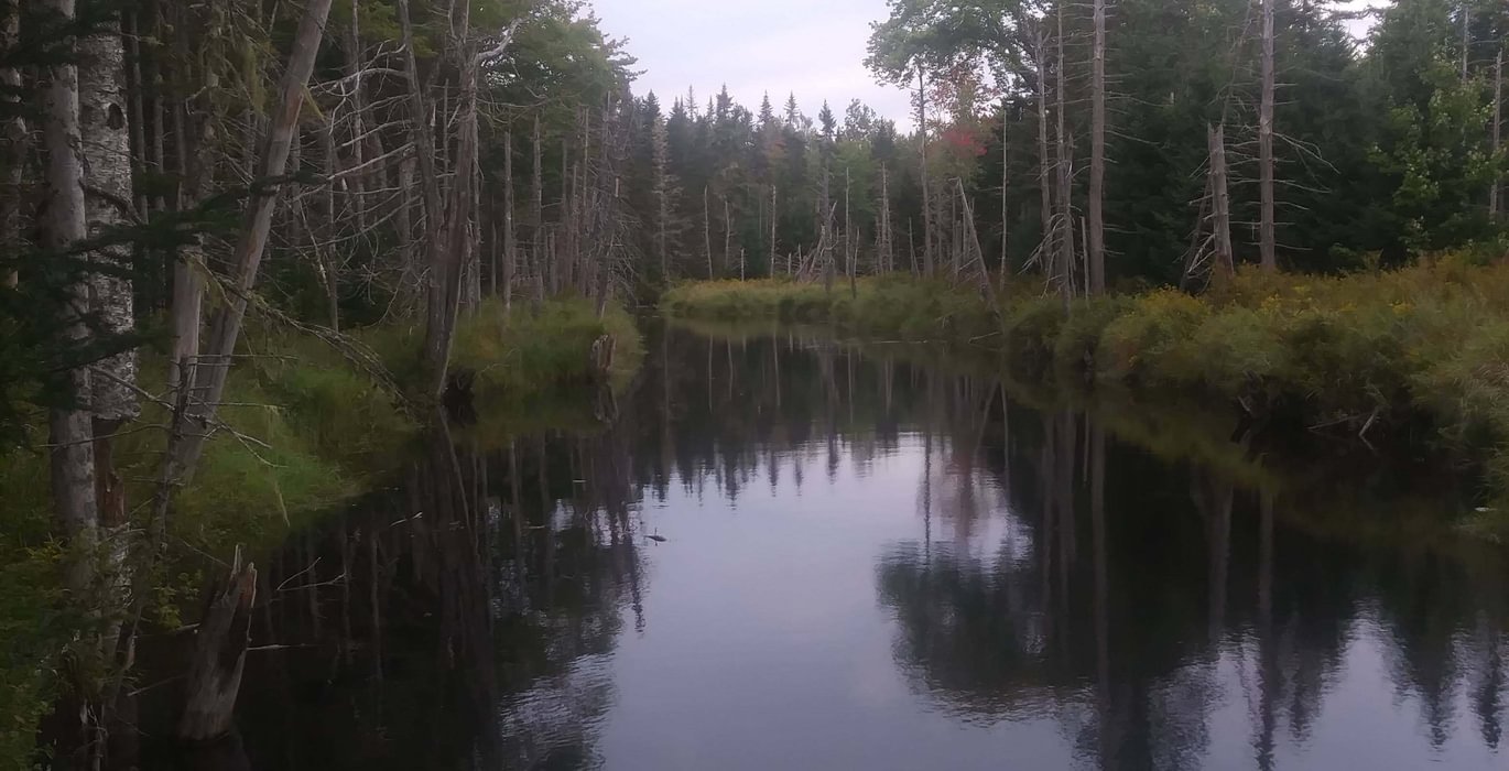 Whitten Parritt Stream 2