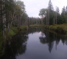 Whitten Parritt Stream 2