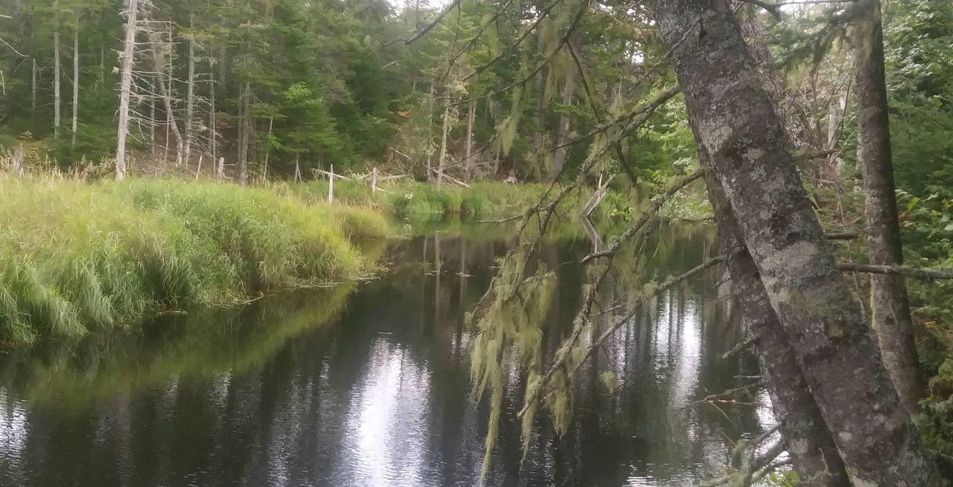 Whitten Parritt Stream