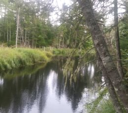 Whitten Parritt Stream