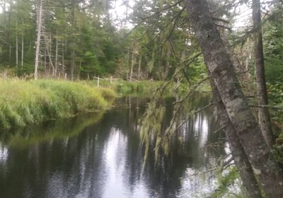 Whitten Parritt Stream