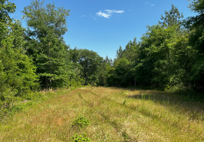 Wildlife food plot