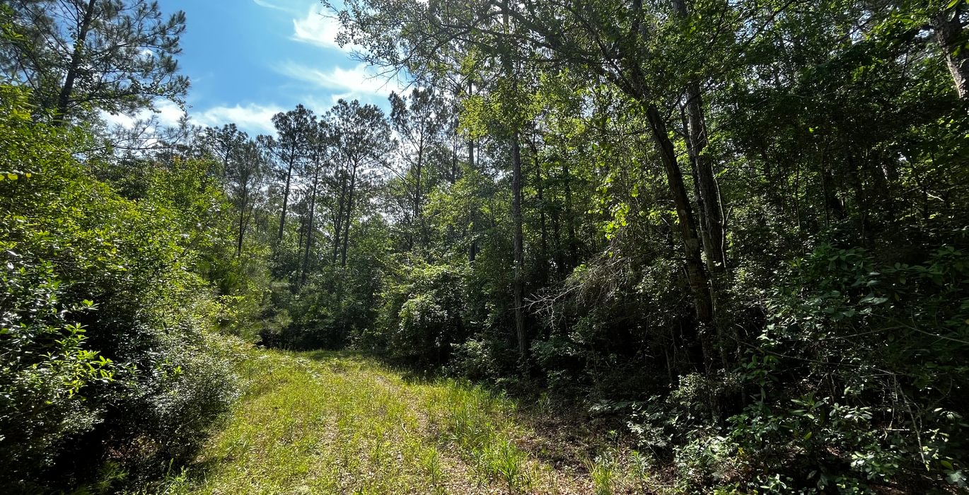 Woods Road