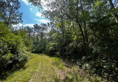 Woods Road