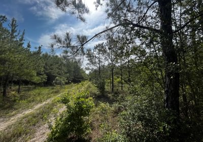 Young plantation road