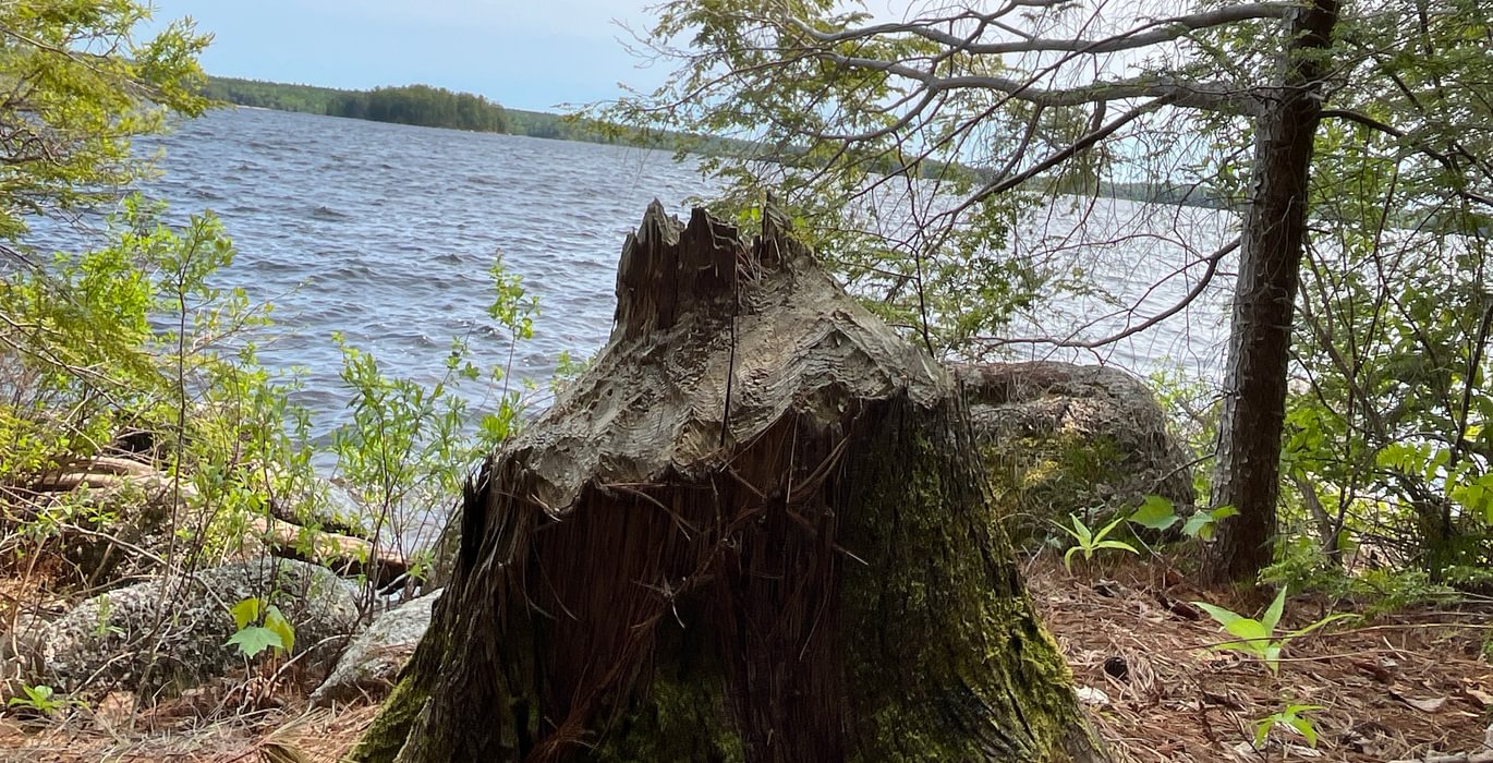 Beaver tree 2