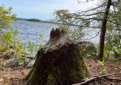 Beaver tree 2