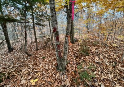 Boundary line 3