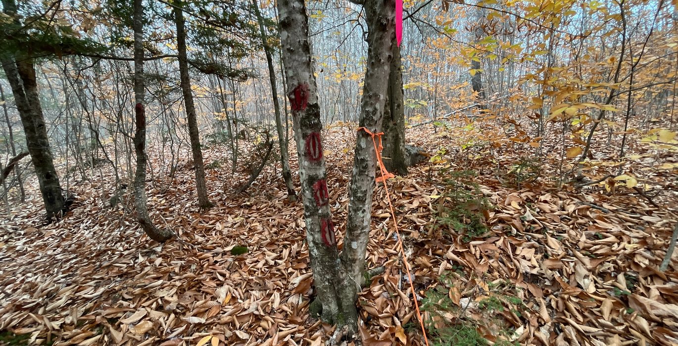 Boundary line 3