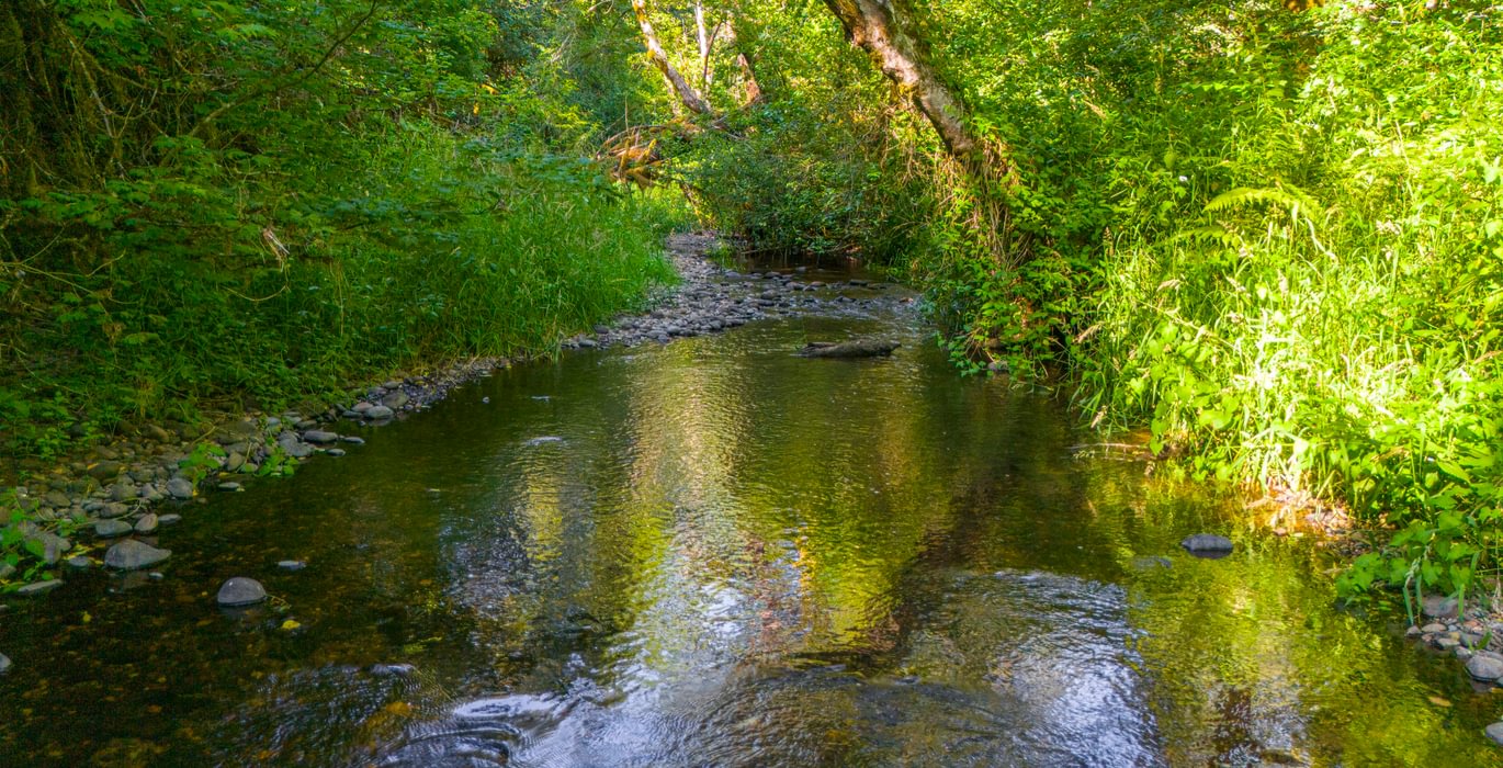 Creek 9
