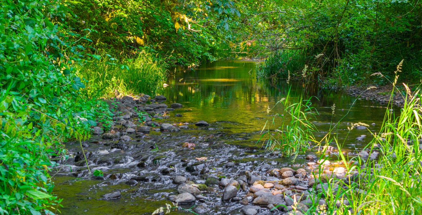 Creek 10