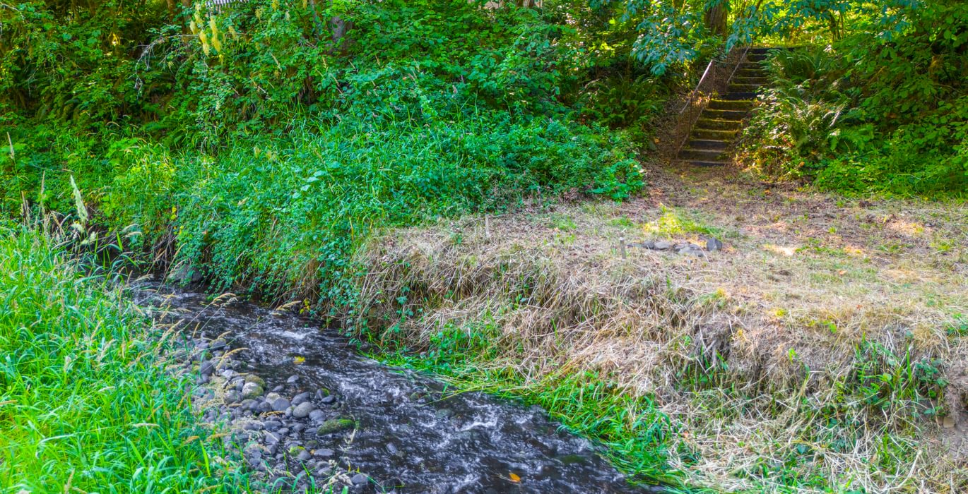 Creek 11