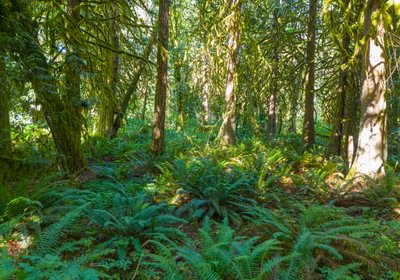 Forest 1