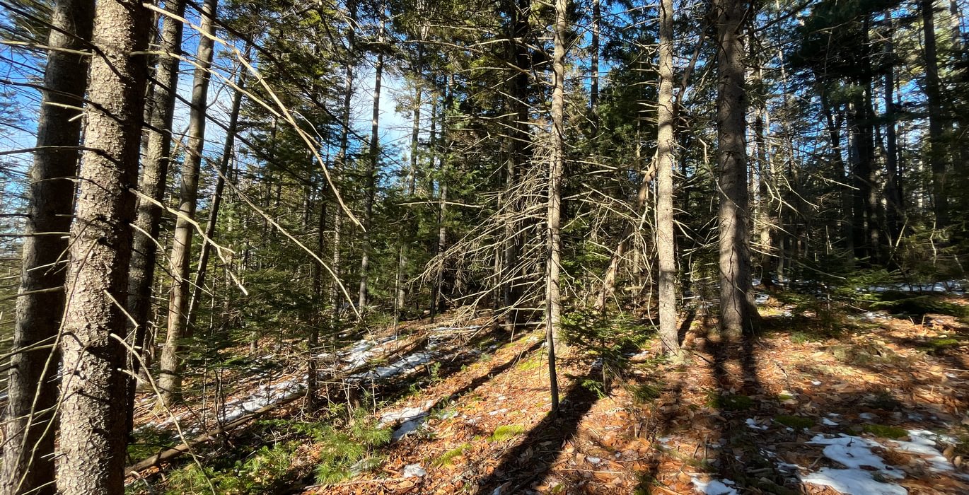 Interesting topography to higher elevation of lot