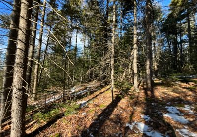 Interesting topography to higher elevation of lot