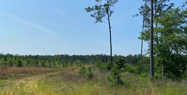 Photo 12 of L Jordan, 574 acres, Cherokee County, Texas
