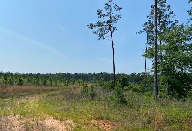 Photo 12 of L Jordan, 574 acres, Cherokee County, Texas