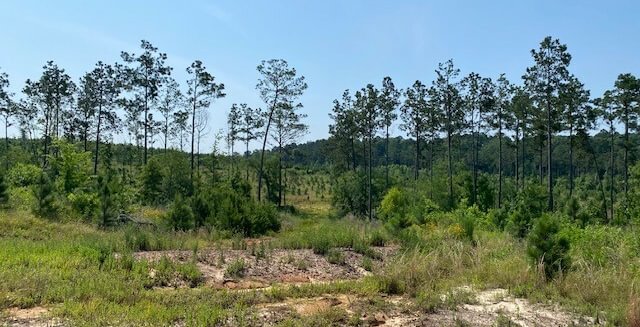 Photo 11 of L Jordan, 574 acres, Cherokee County, Texas