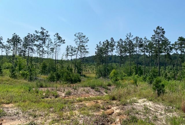 Photo 11 of L Jordan, 574 acres, Cherokee County, Texas