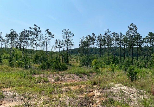 Photo 11 of L Jordan, 574 acres, Cherokee County, Texas