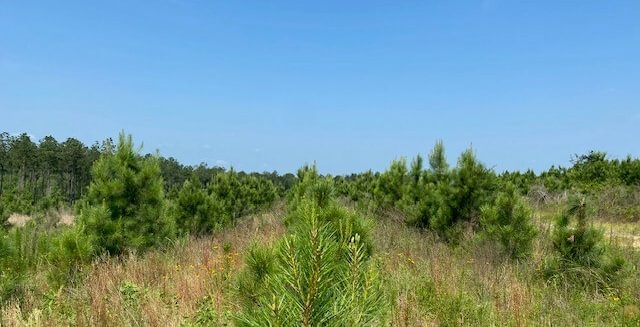Photo 10 of L Jordan, 574 acres, Cherokee County, Texas
