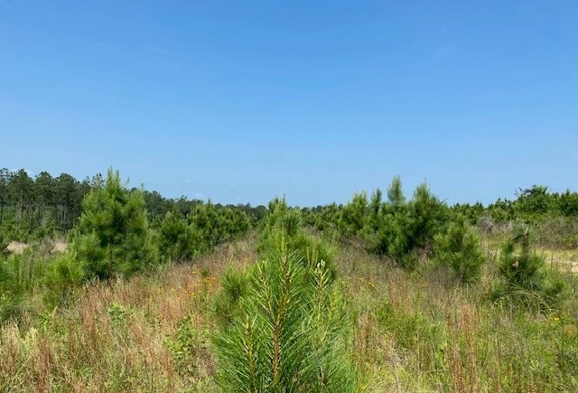 Photo 10 of L Jordan, 574 acres, Cherokee County, Texas